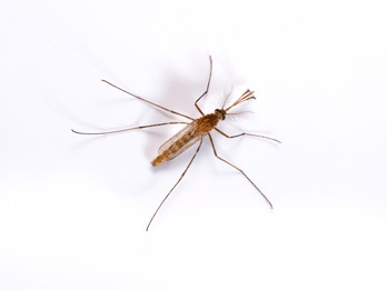 Mosquitoes Culex - BUG_0870.jpg