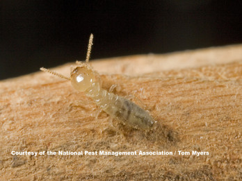 46 Termite (E. Subterranean Termite), _V2N0390.jpg