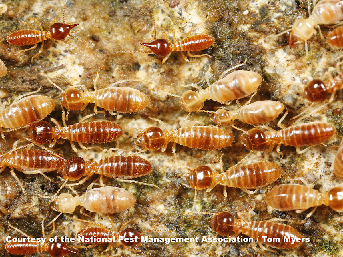 47 Tree termite (Nasutitermes spp.).jpg