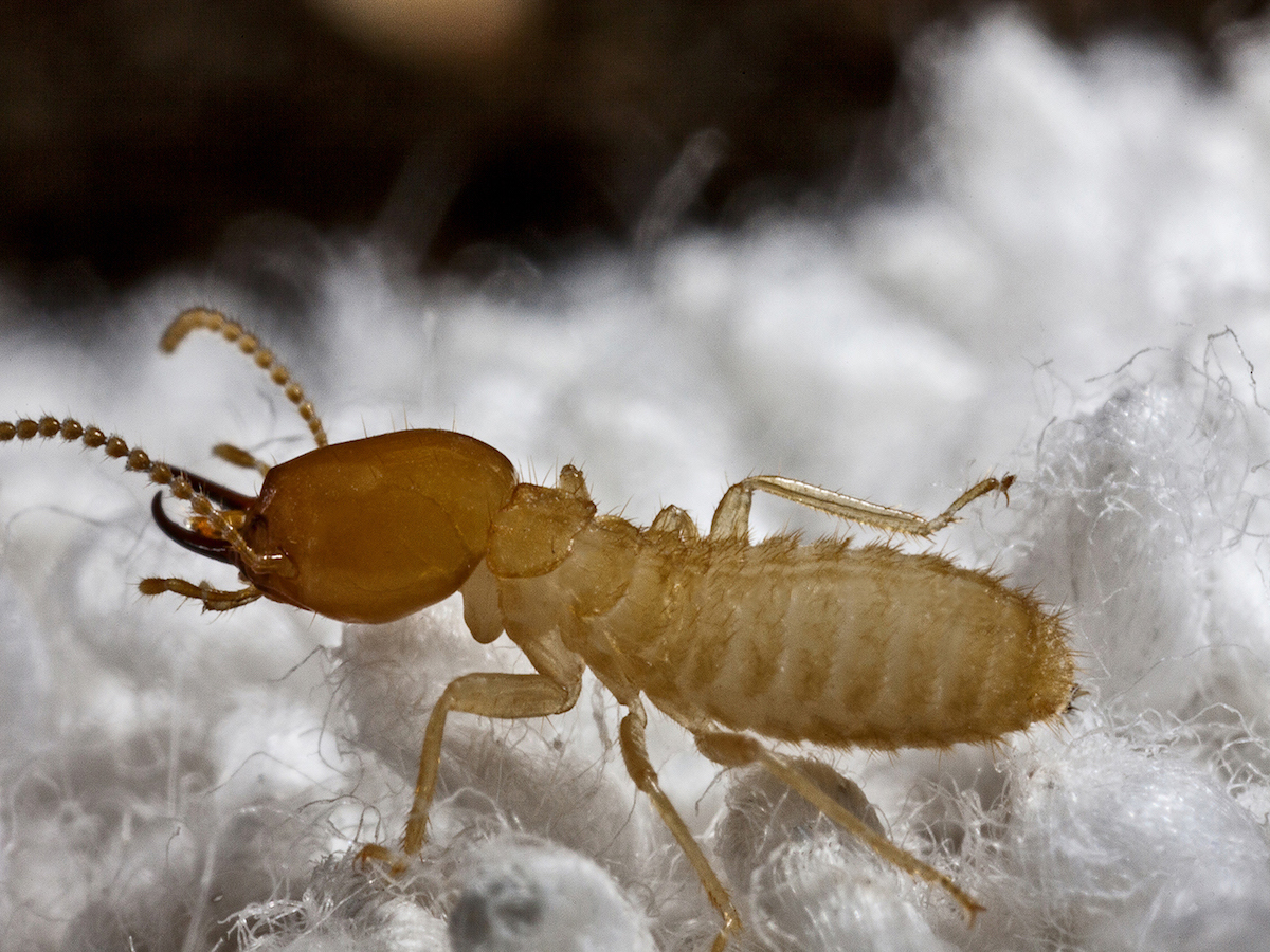 Formosan Termite.jpg