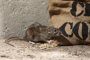 A house mouse eating seeds from a bag