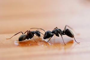iStock_000012568161Small_honey ants.jpg