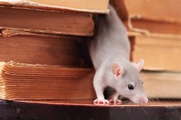 How to Spot Mice or Rats in the Home.jpg