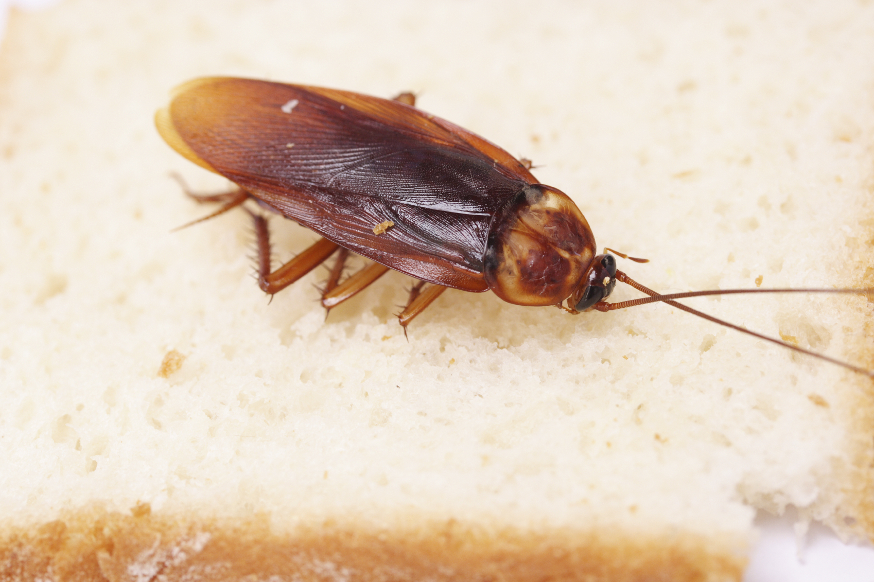 A cockroach and the type of diseases they can spread