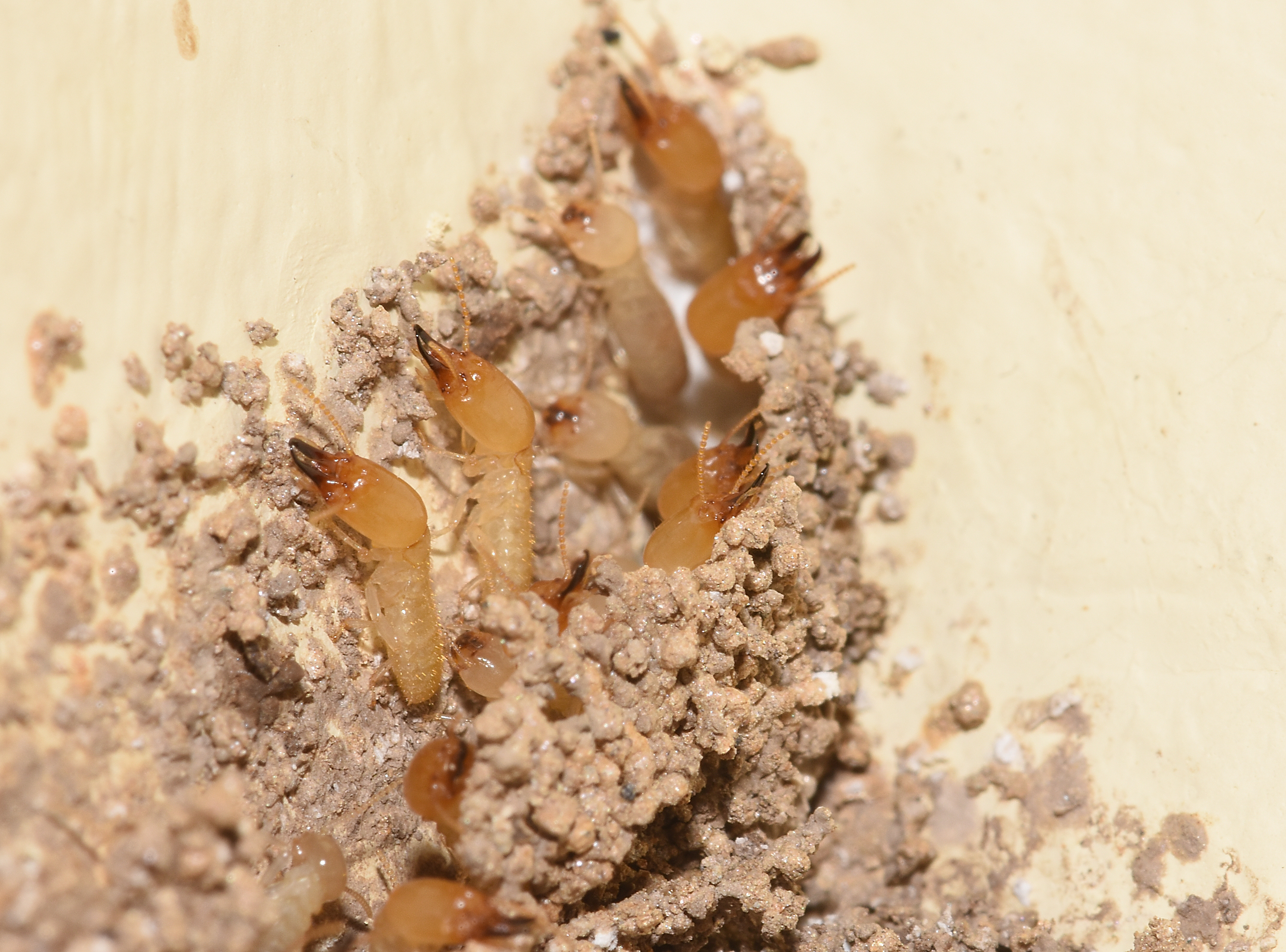 Subterranean termites emerging to establish new colonies