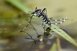 Asian tiger mosquito on a leaf in the water