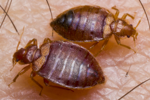 bed bug twin feeding.jpg
