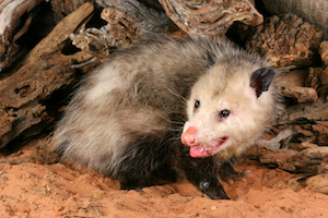 iStock_000006670261Small_opossum.jpg