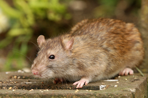 iStock_000009346831Small_rat3.jpg