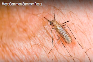 Most Common Summer Pests.png
