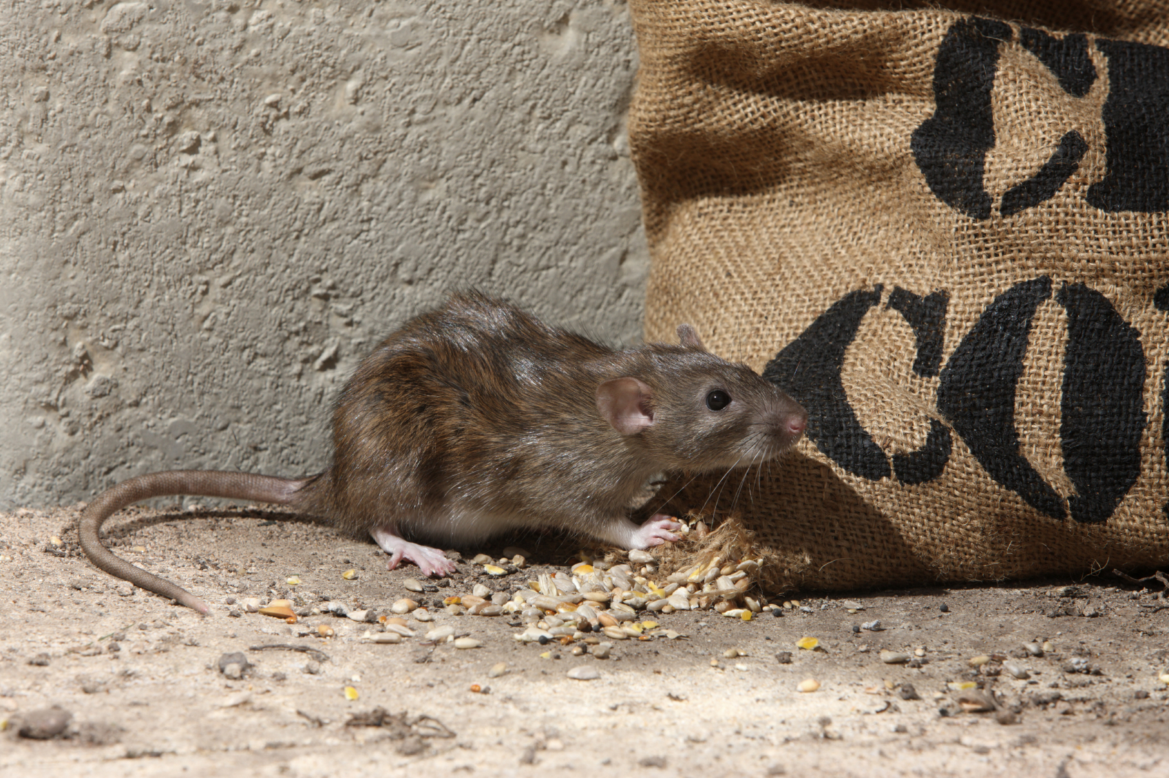 A house mouse eating seeds from a bag (1)