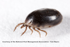BlackleggedDeerTickEngorgedNymph_L0O7164.jpg