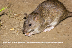 Norway Rat eating