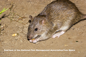 Norway Rat _V1D2444.jpg