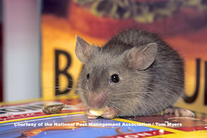 Find Rodent Exterminators: Rodent Control Help