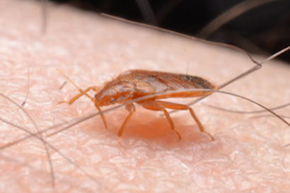 Bed bug on skin with hair