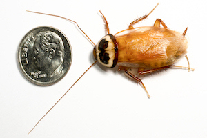 Australian cockroach after molting.jpg