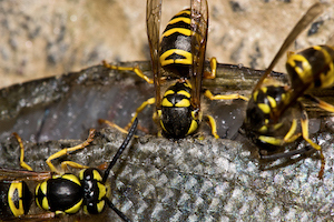 JORDAN Eastern yellowjackets eating fish together.jpg