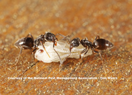 Odorous House Ant_TM.jpg