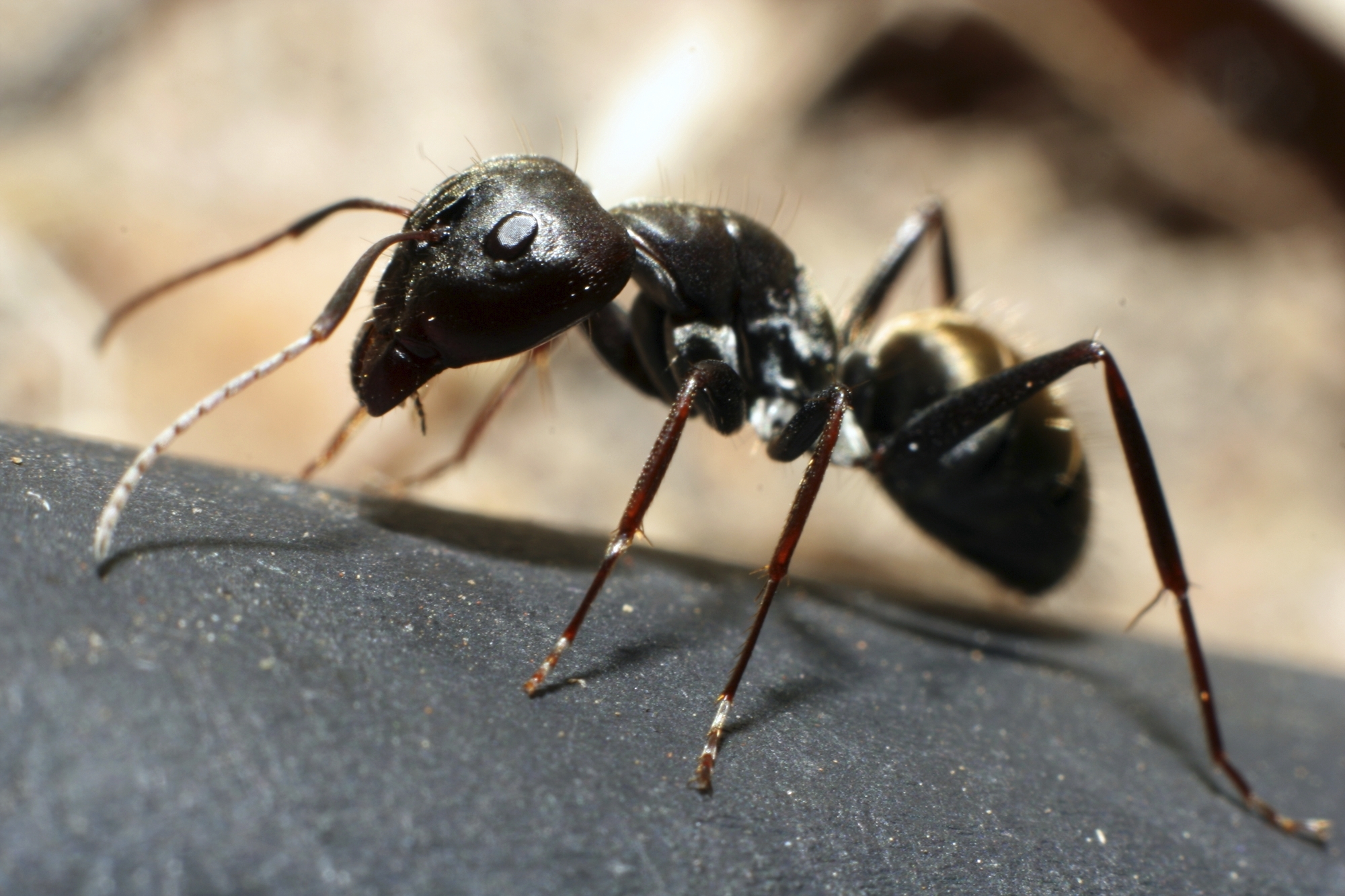 antアイテム Ant Identification Guides: Ant Control & Extermination