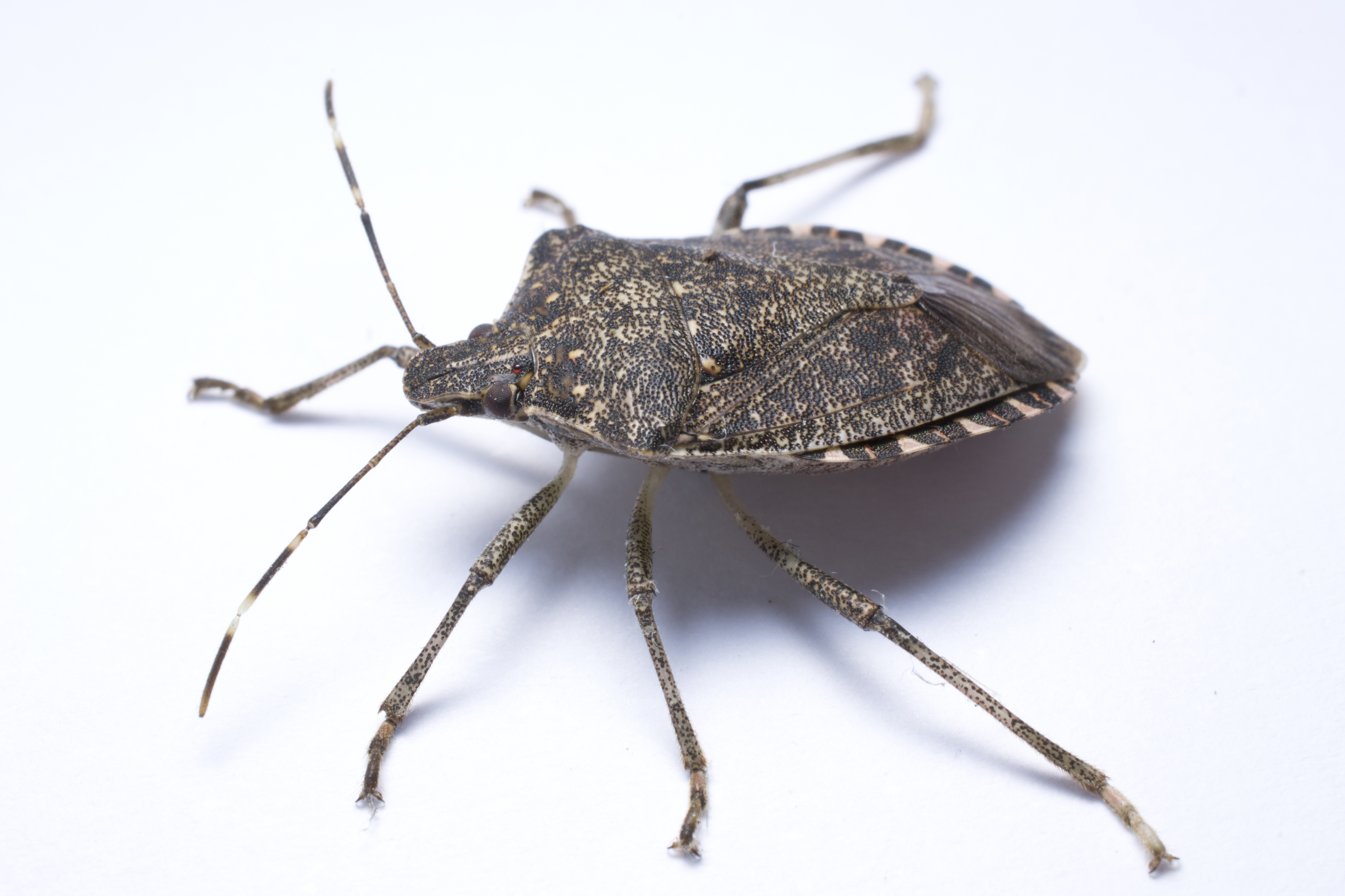 A close-up of a brown marmorated stink bug from the side