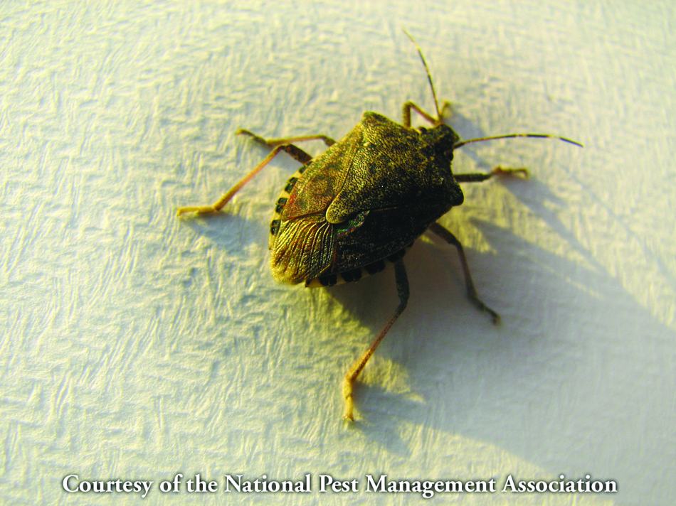 A marmorated stink bug