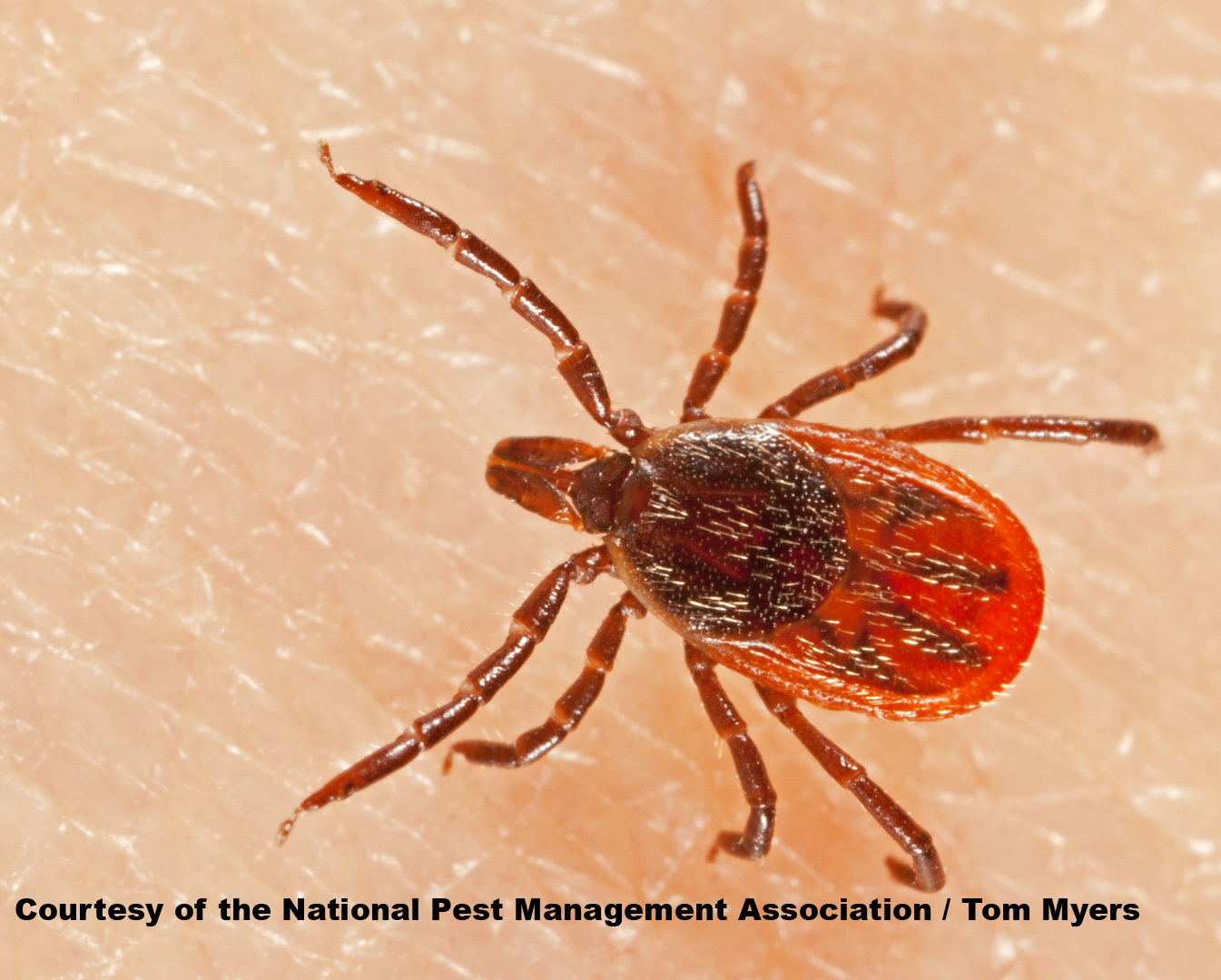 Ticks Identification Removal Of Ticks PestWorld Ticks Identification Removal Of Ticks PestWorld
