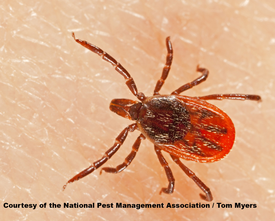 BlackleggedDeerTickFemale_L0O7523.jpg