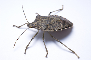 Brown marmorated stink bug from the side