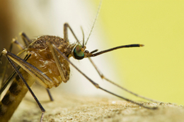 iStock_000002916589Small_mosquito.jpg