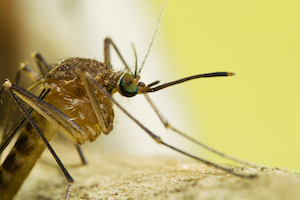 iStock_000002916589Small_mosquito.jpg