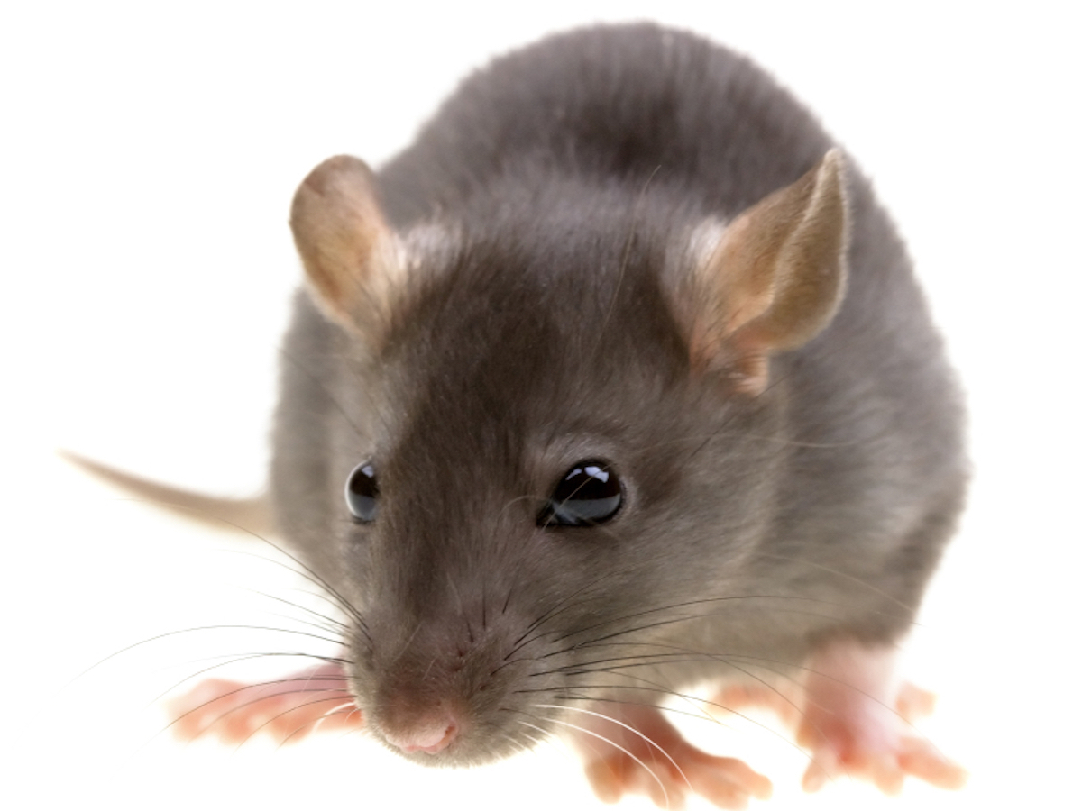 iStock_000011976868Small_rat2.jpg