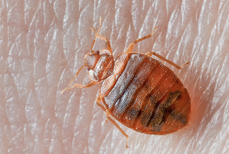 Close-up of bed bug on skin