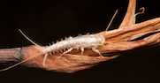 Silverfish.jpg