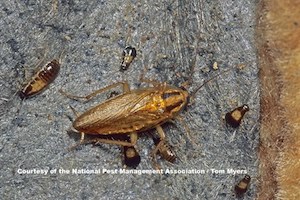 German cockroaches