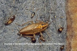 25_german_cockroach_npma_470x313.jpg