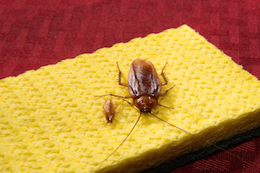 American and German Cockroaches - BUG_0902.jpg