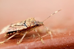 Stink Bug2.jpg