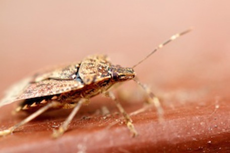 Sideview of stink bug