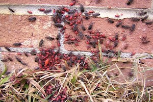 Boxelder bugs crowding between grass and a brick wall