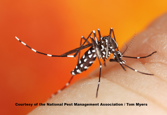Asian tiger mosquito biting someone