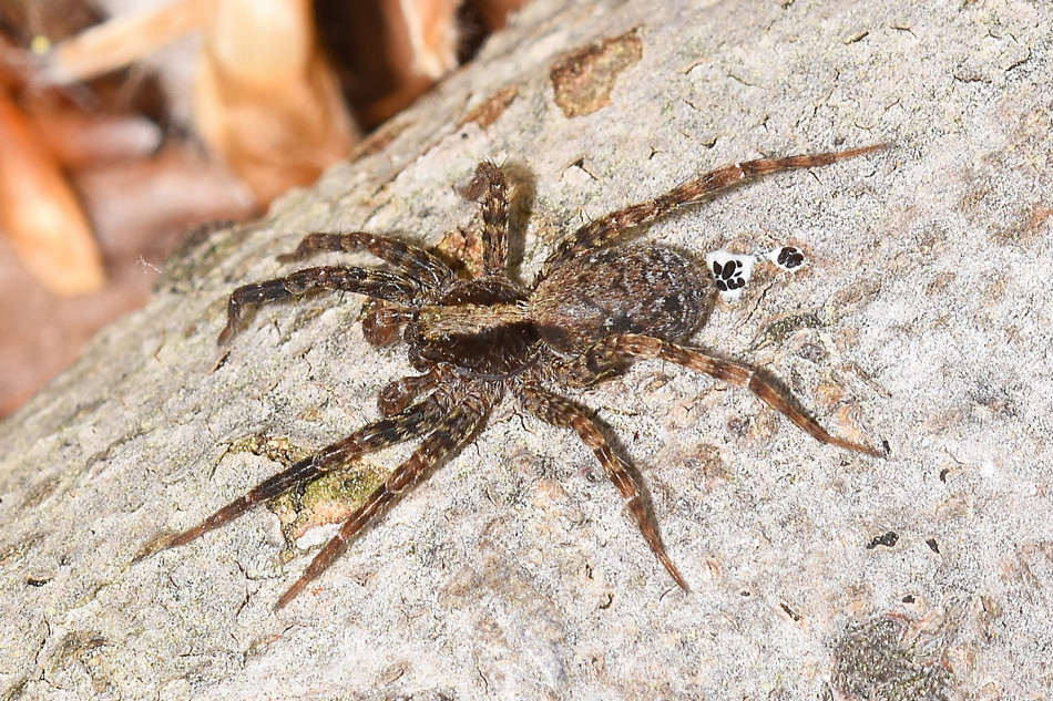 Wolf Spiders