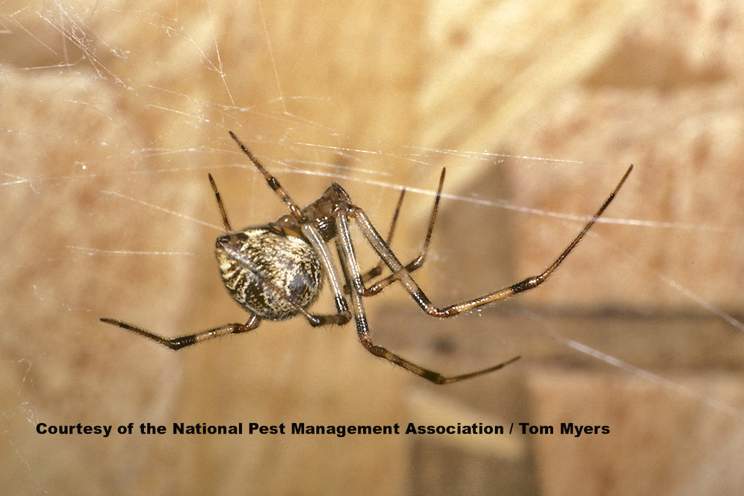 Common House Spiders