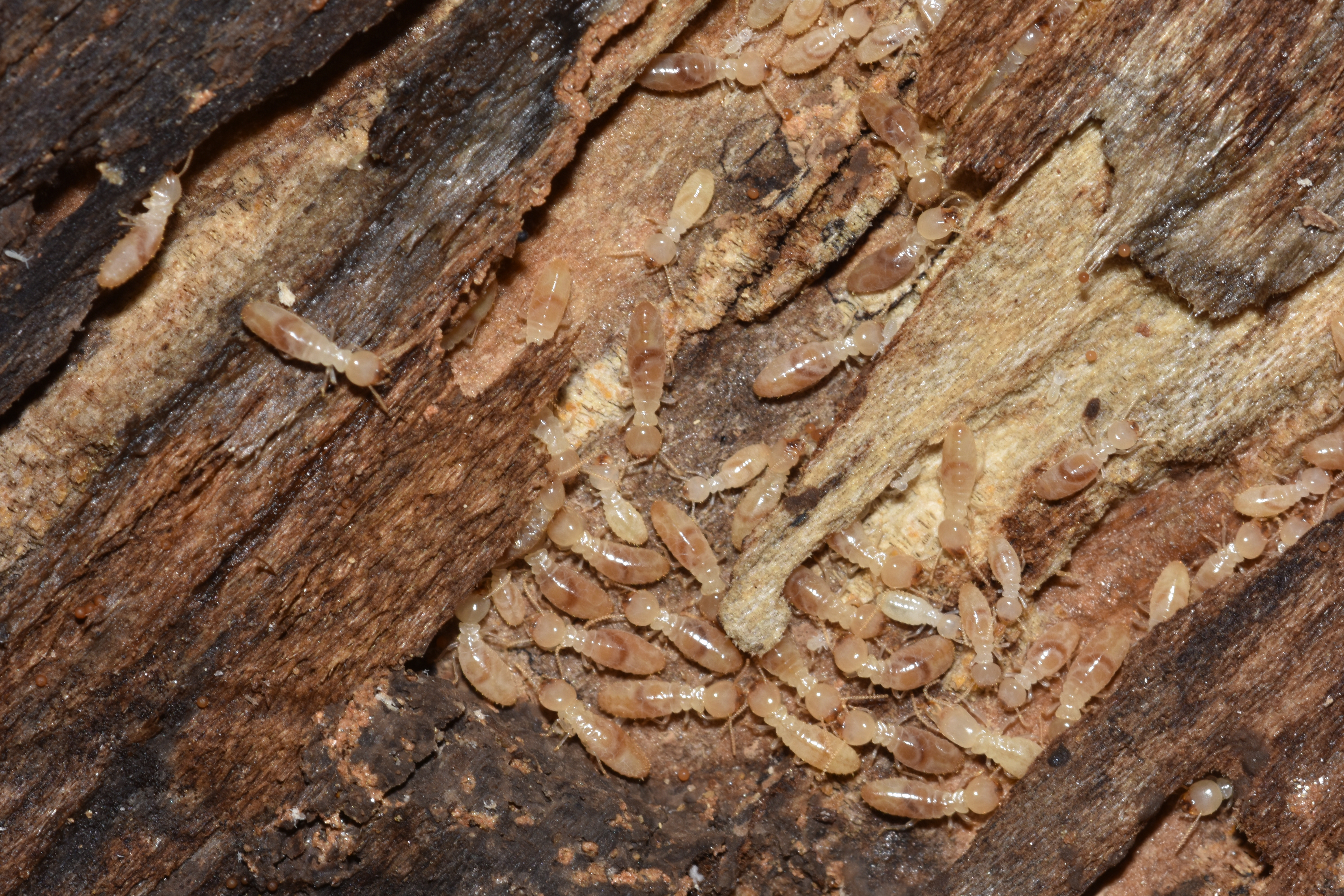 Subterranean termites in wood 19.JPG