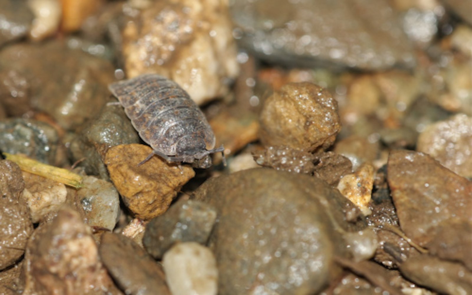 Pillbug