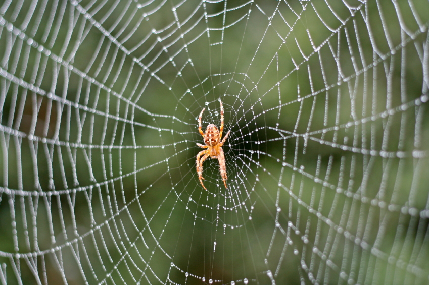 iStock_000010179043Small_spider2.jpg