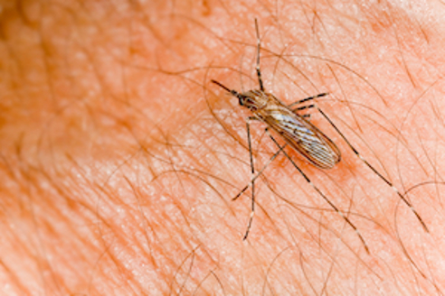 Culex mosquito on skin