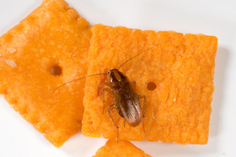 Cockroach on a Cheez-It