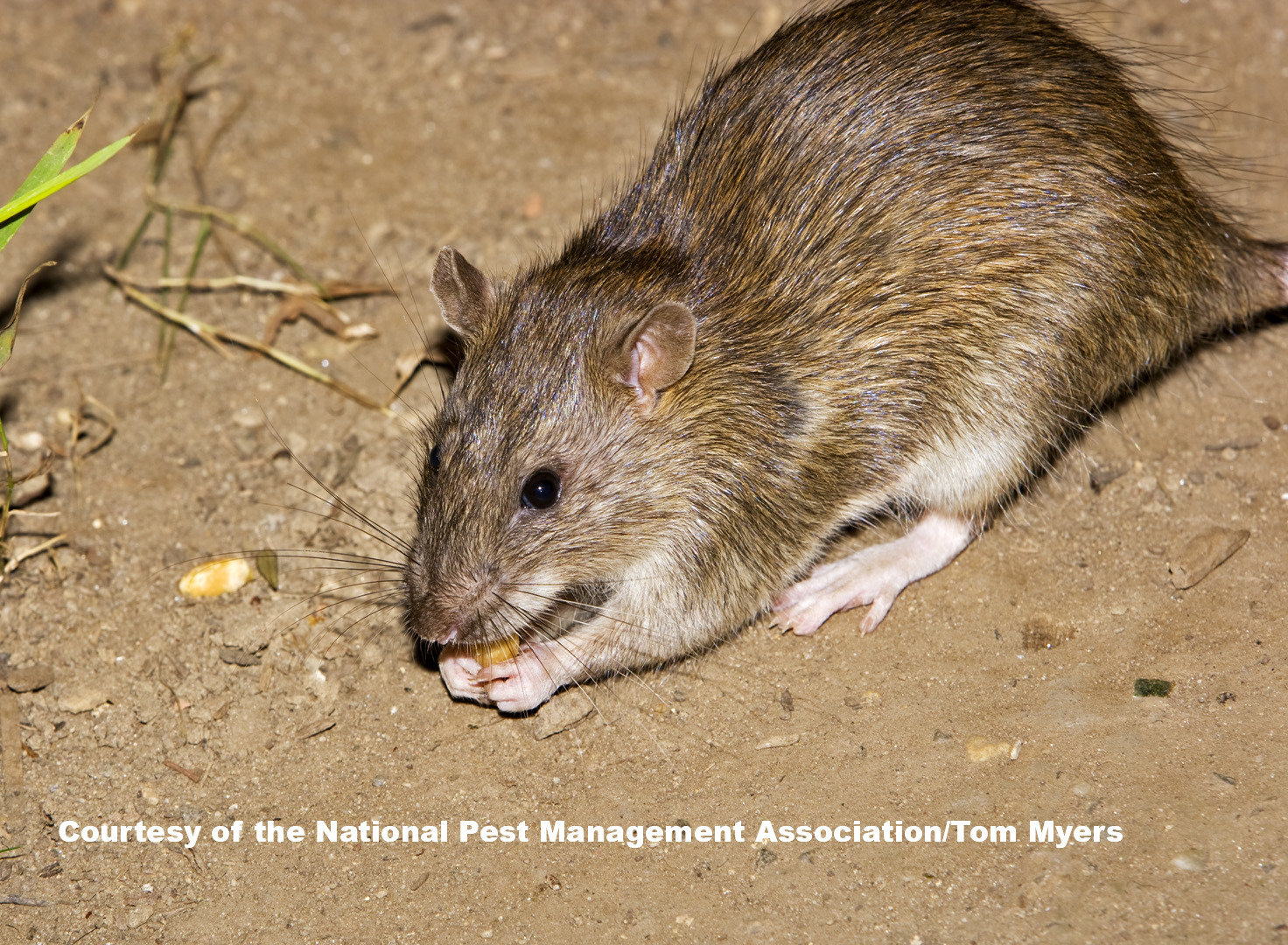 Norway Rat _V1D2444.jpg (1)