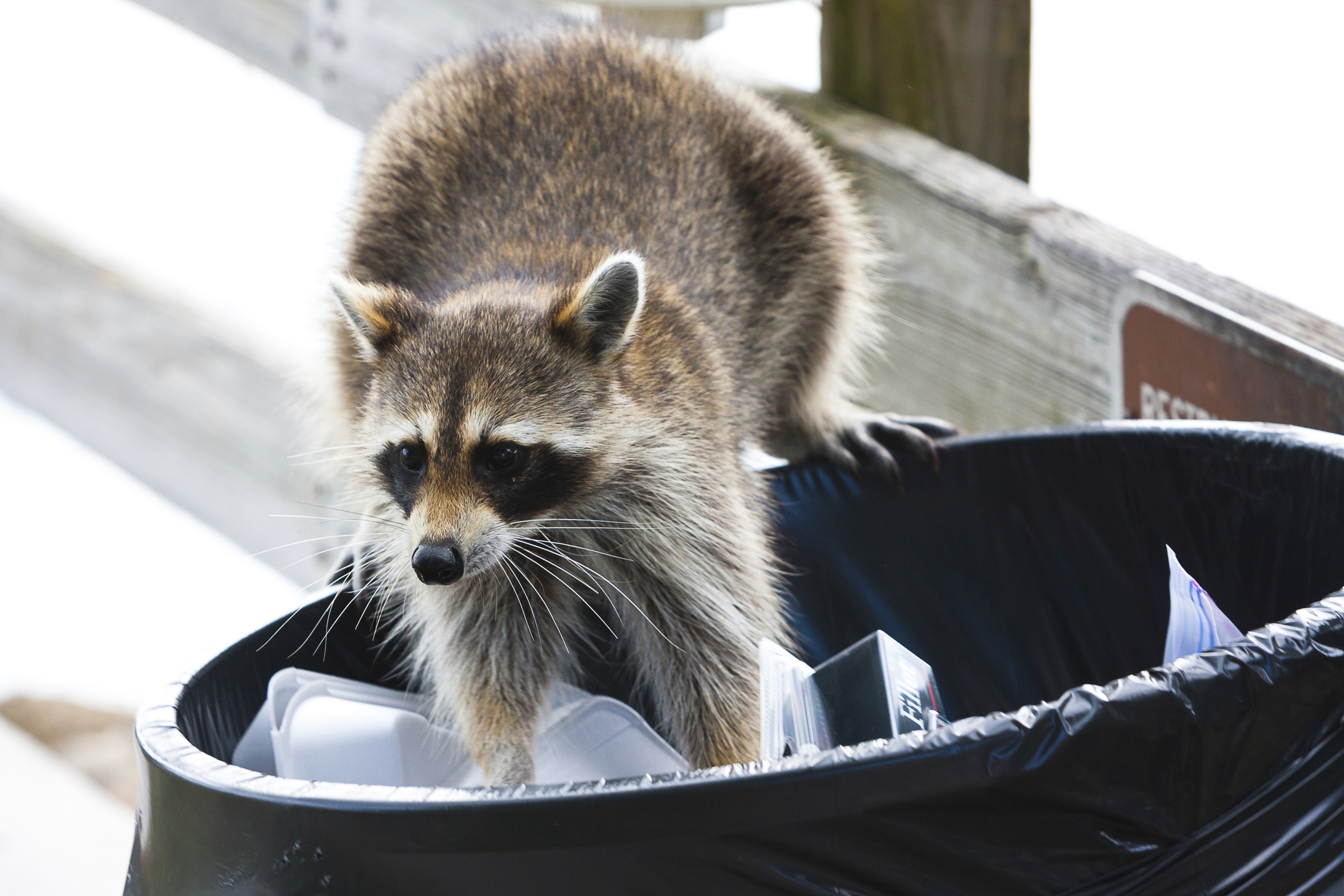 A raccoon standing in a trash can